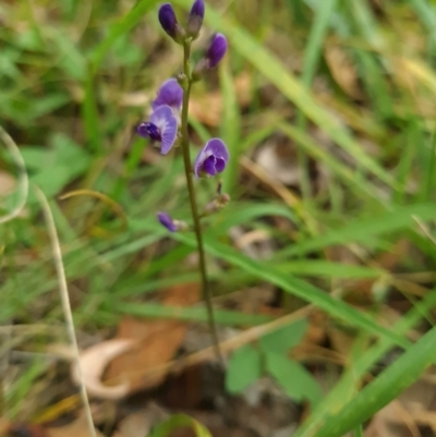 Glycine tabacina (Variable Glycine) at Mount Taylor - 19 Feb 2024 by WalkYonder