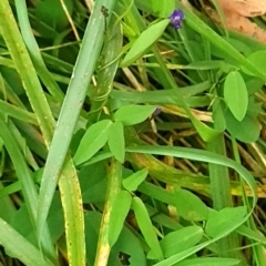 Glycine tabacina at Mount Taylor - 19 Feb 2024