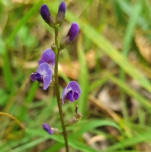 Glycine tabacina at Mount Taylor - 19 Feb 2024