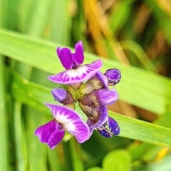 Glycine tabacina at Mount Taylor - 19 Feb 2024