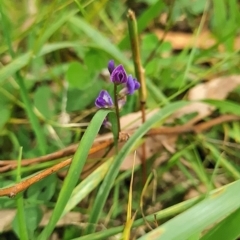 Glycine tabacina at Mount Taylor - 19 Feb 2024