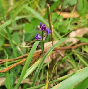 Glycine tabacina at Mount Taylor - 19 Feb 2024