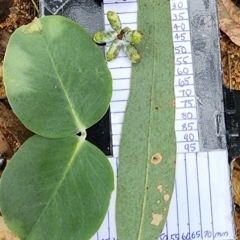 Eucalyptus nortonii (Mealy Bundy) at Oakey Hill - 19 Feb 2024 by Steve818