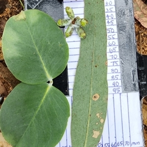 Eucalyptus nortonii at Oakey Hill - 19 Feb 2024 12:00 PM