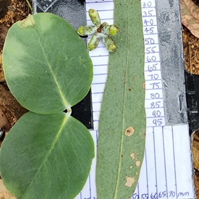 Eucalyptus nortonii (Mealy Bundy) at Lyons, ACT - 19 Feb 2024 by Steve818