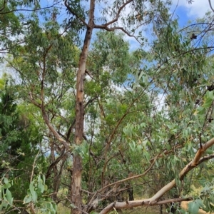 Eucalyptus nortonii at Oakey Hill - 19 Feb 2024 12:00 PM