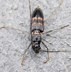 Phoracantha sp. (genus) (A Phoracantha longhorn beetle) at Denman Prospect, ACT - 18 Feb 2024 by AaronClausen