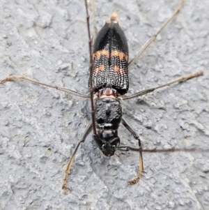 Phoracantha sp. (genus) at Denman Prospect, ACT - 18 Feb 2024