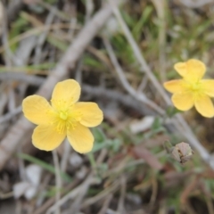 Hypericum gramineum (Small St Johns Wort) at Bonner, ACT - 4 Nov 2023 by michaelb