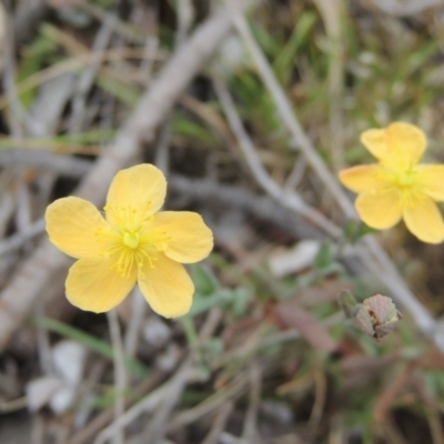 Hypericum gramineum (Small St Johns Wort) at Mulligans Flat - 4 Nov 2023 by michaelb