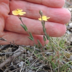 Hypericum gramineum at Mulligans Flat - 4 Nov 2023