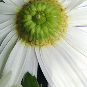 Leucanthemum x superbum at Griffith, ACT - 19 Feb 2024