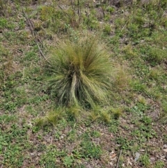 Nassella trichotoma (Serrated Tussock) at Googong Foreshore - 18 Feb 2024 by BrianSummers