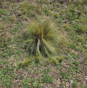 Nassella trichotoma at QPRC LGA - 18 Feb 2024