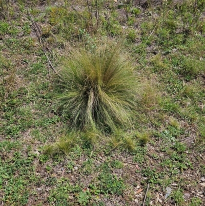 Nassella trichotoma (Serrated Tussock) at Googong, NSW - 18 Feb 2024 by BrianSummers