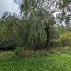 Salix babylonica (Weeping Willow) at Evatt, ACT - 19 Feb 2024 by rbannister