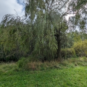 Salix babylonica at Evatt, ACT - 19 Feb 2024