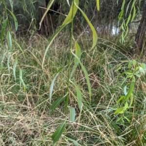 Salix babylonica at Evatt, ACT - 19 Feb 2024 09:50 AM