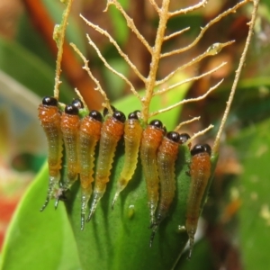 Lophyrotoma sp. (genus) at Flynn, ACT - 19 Feb 2024