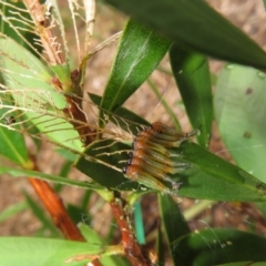 Lophyrotoma sp. (genus) at Flynn, ACT - 19 Feb 2024