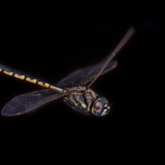 Unidentified Dragonfly (Anisoptera) at Longwarry North, VIC - 1 Feb 2024 by Petesteamer