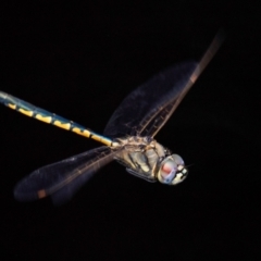 Hemicordulia tau at Longwarry North, VIC - 1 Feb 2024 02:43 PM