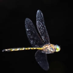 Hemicordulia australiae (Australian Emerald) at Longwarry North, VIC - 1 Feb 2024 by Petesteamer