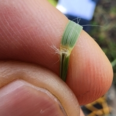 Eragrostis curvula at Oakey Hill - 19 Feb 2024