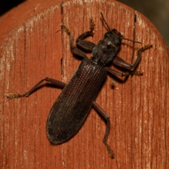 Eunatalis sp. (Genus) (A Clerid Beetle) at Harrison, ACT - 16 Feb 2024 by DPRees125