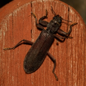 Eunatalis sp. (Genus) at Harrison, ACT - 16 Feb 2024 09:29 PM