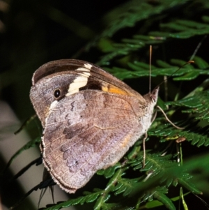 Heteronympha merope at Drouin, VIC - 14 Feb 2024