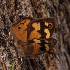 Heteronympha merope at Drouin, VIC - 14 Feb 2024