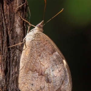 Heteronympha merope at Drouin, VIC - 14 Feb 2024