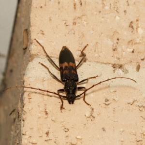 Phoracantha semipunctata at Harrison, ACT - 18 Feb 2024