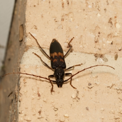 Phoracantha semipunctata (Common Eucalypt Longicorn) at Harrison, ACT - 18 Feb 2024 by DPRees125