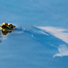 Chelodina longicollis (Eastern Long-necked Turtle) at Chiltern-Mt Pilot National Park - 12 Nov 2023 by Petesteamer