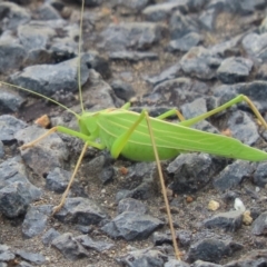 Tinzeda lobata (A katydid) at Uriarra Village, ACT - 19 Feb 2024 by SandraH