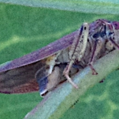 Cicadellidae (family) (Unidentified leafhopper) at Mulligans Flat - 18 Feb 2024 by betchern0t