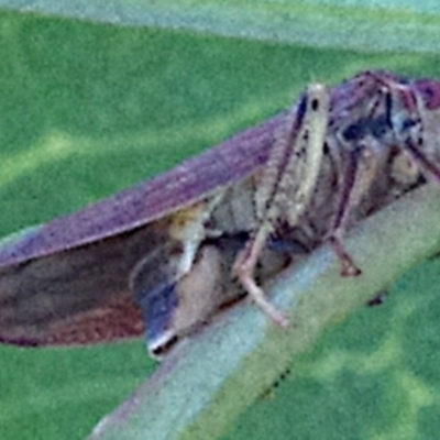 Unidentified Leafhopper or planthopper (Hemiptera, several families) at Mulligans Flat - 17 Feb 2024 by betchern0t