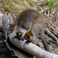 Wallabia bicolor (Swamp Wallaby) at Chiltern, VIC - 2 Sep 2018 by Petesteamer