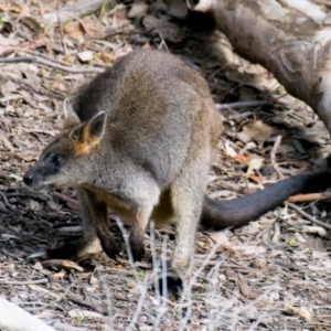 Wallabia bicolor at Chiltern-Mt Pilot National Park - 3 Sep 2018