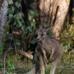 Macropus giganteus (Eastern Grey Kangaroo) at Chiltern, VIC - 11 Nov 2023 by Petesteamer