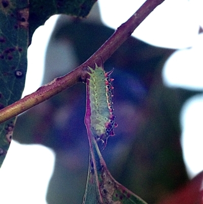 Doratifera quadriguttata (Four-spotted Cup Moth) at Mulligans Flat - 17 Feb 2024 by betchern0t