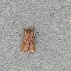 Elhamma australasiae (A Swift or Ghost moth (Hepialidae)) at Kambah, ACT - 19 Feb 2024 by GirtsO