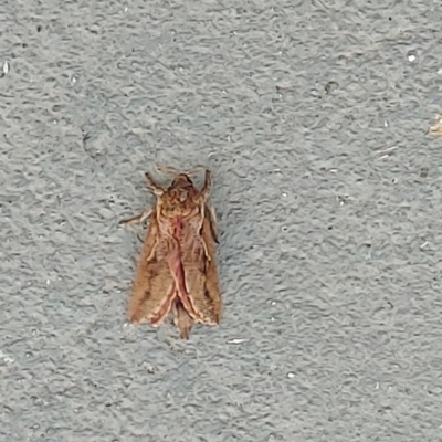 Elhamma australasiae (A Swift or Ghost moth (Hepialidae)) at Kambah, ACT - 19 Feb 2024 by GirtsO