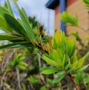 Pterygophorus cinctus at Chisholm, ACT - suppressed