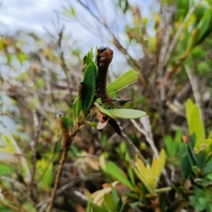 Pterygophorus cinctus at Chisholm, ACT - suppressed