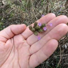 Verbena incompta (Purpletop) at Evatt, ACT - 18 Feb 2024 by rbannister