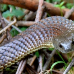 Notechis scutatus (Tiger Snake) at Seaview, VIC - 19 Oct 2014 by Petesteamer