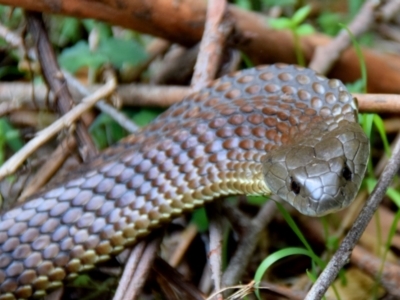 Notechis scutatus at Seaview, VIC - 18 Oct 2014 by Petesteamer